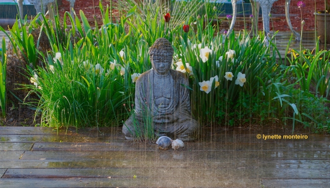 buddha-rain(c)